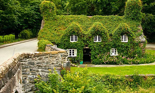 Nhà có quá nhiều cây cối sẽ khiến ngôi nhà bị âm khí nặng - Ảnh minh họa.