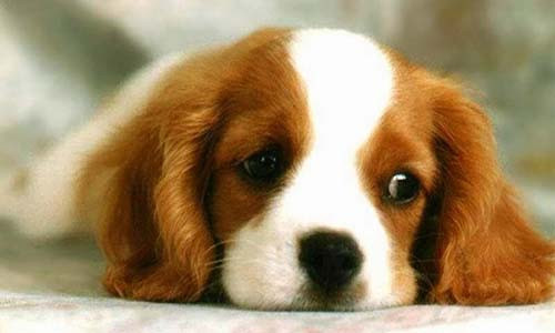 Bức tranh tài chính vô cùng sáng sủa giúp con giáp này có một năm vô cùng thoải mái và ngọt ngào phía trước. 