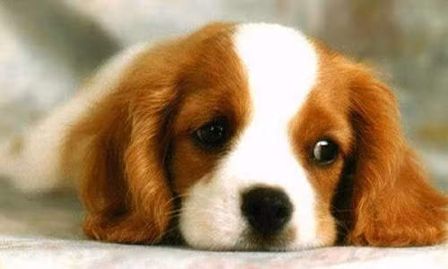 Bức tranh tài chính vô cùng sáng sủa giúp con giáp này có một năm vô cùng thoải mái và ngọt ngào phía trước. 