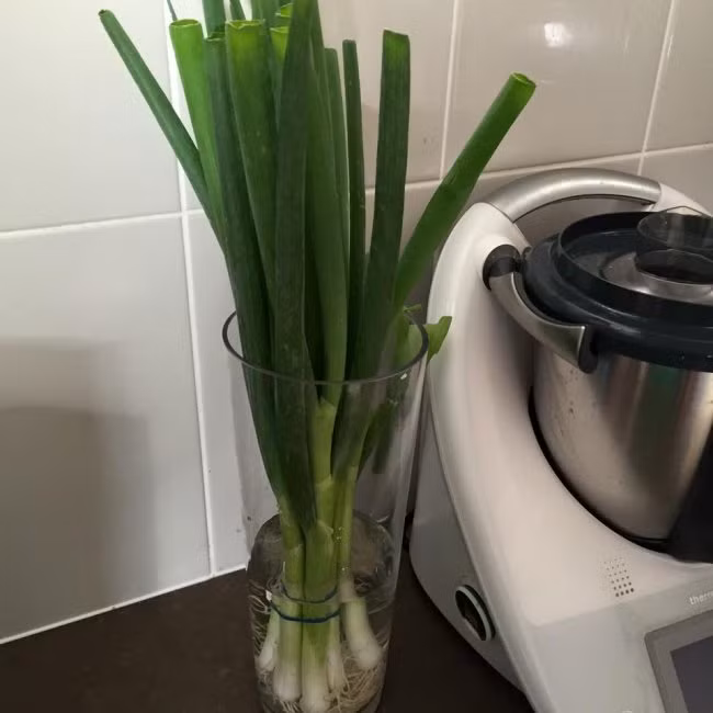Hành sẽ tươi ngon hơn rất nhiều nếu bạn nhúm rễ chúng trong nước. Lá hành có thể dài ra thêm trong lúc này, bạn có thể cắt bớt lá ăn và chúng sẽ tiếp tục mọc.