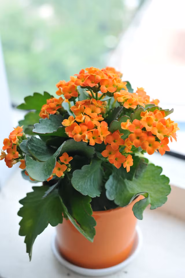 Hoa sống đời Cái tên của loài hoa này đã nói lên lý do vì sao bạn nên đặt nó trong nhà vào ngày Tết. Với sức sống bền bỉ, có thể sinh sôi nảy nở bất chấp mọi điều kiện, hoa sống đời là đại diện cho sự phát triển, thăng tiến đi lên…