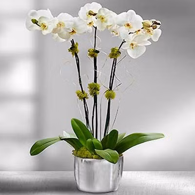 Hoa phong lan Từ xa xưa, người Hy Lạp cổ đại đã dùng hoa lan để vinh danh cho những thành tựu to lớn của các vị anh hùng. Về sau, khi hoa lan phổ biến ở Anh quốc thời nữ hoàng Victoria, phong lan đã trở thành biểu tượng của sự sang trọng và tinh tế. Vì lẽ đó, nhiều người tin rằng trưng phong lan trong những ngày Tết sẽ mang đến sự khang thịnh và giàu sang cho gia chủ trong năm mới. Ngoài ra, lan cũng là một vị thuốc nên nó giúp mọi người tránh khỏi bệnh tật và sống an nhàn, khỏe mạnh.