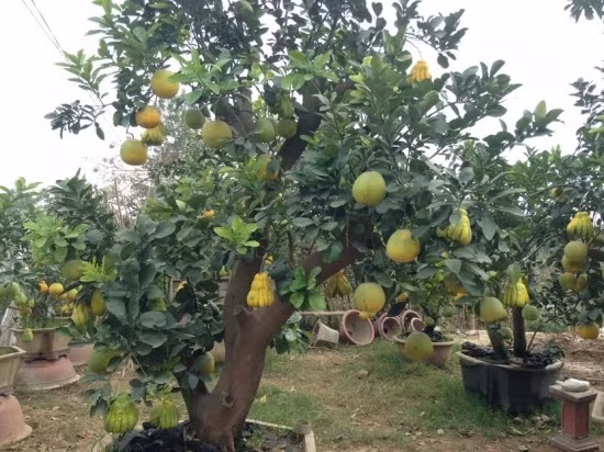 Gốc bưởi ghép chung với phật thủ có giá đắt hơn.