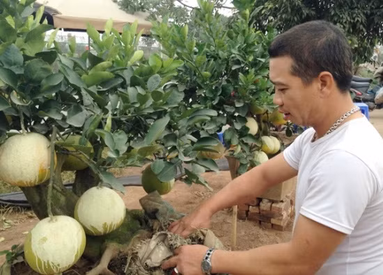 Anh Lợi (Hoài Đức Hà Nội), cho hay, cái nắng hanh của mùa đông năm nay rất dễ làm cho bưởi bị rám, xấu mã nên các nhà vườn bưởi cảnh Tết Đinh Dậu mất nhiều công chăm sóc hơn. Để quả được đẹp mã, các nhà vườn phải che đậy, bôi thuốc chống rám rắng, buộc cẩn thận tránh làm rơi quả.