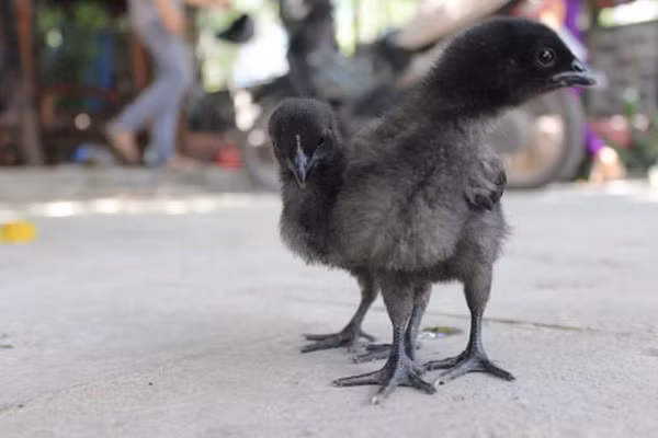 Đây là giống gà đặc biệt quý và hiếm có nguồn gốc từ đảo Java – Indonesia (Ảnh: KT)