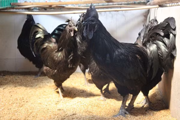 Giống gà quý này đã xuất hiện tại một trang trại ở xã Đông Mỹ (Thanh Trì, TP. Hà Nội) và được nhiều người đặt mua trong Tết này (Ảnh: KT)