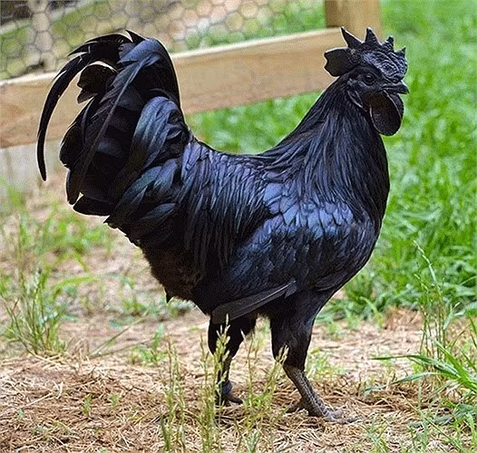 Gà đen Indo giống Ayam Cemani có nhiều nét khác biệt. Tại Mỹ và Indonesia, gà đen trưởng thành khoảng từ 2 – 3kg có giá bán trên 2.500 USD, tính ra khoảng 52 triệu đồng tiền Việt (Ảnh: KT)