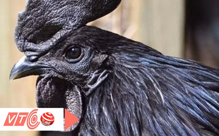 Vì mức giá đắt đỏ nên hiện chưa có hàng thương phẩm tại thị trường nội địa (Ảnh: Youtube)