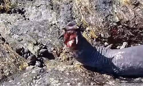 Can canh thuy quai gom ghiec den ca map cung phat so