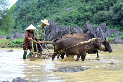 Noi trau bo co le hoi nghi duong rieng hang nam-Hinh-2