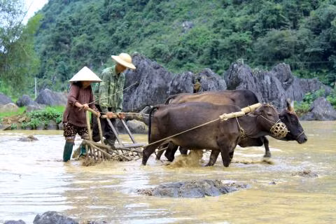 Noi trau bo co le hoi nghi duong rieng hang nam-Hinh-2