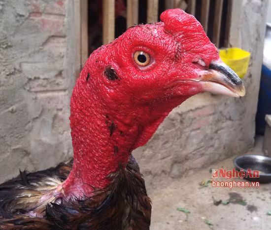 Đây là một con gà chọi của ông Nguyễn Văn Ba. Để có được làn da đỏ au của chú gà chọi, ngoài chế độ ăn, ông Ba phải thường xuyên “om bóp” cho gà, bằng cách lấy nghệ tươi giã nát chắt lấy nước trộn với nước chè, nước tiểu của người, để qua 1 đêm. Sau đó nhúng vào dẻ vải để bóp nắn khăp mình gà. Cũng có thể dùng nước nóng vừa tay nhúng dẻ vải bóp nắn. Như vậy da thịt sẽ dày dặn, đẹp và đỏ.