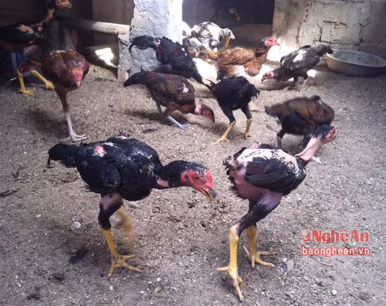 Nhờ lão luyện trong nghề nuôi gà chọi nên nguồn thu từ gà chọi của ông Ba khá cao. Những con nào không đá được thì bán gà thịt, cứ 3kg được 500 ngàn đồng, hoặc gà mái khoảng 2-2,5kg bình quân 400 ngàn đồng. Nếu so với gà thường thì giá gà chọi tốt sẽ gấp 10 đến 15 lần. Gà chọi nuôi lấy thịt gấp 1,5 lần giá gà thường. Riêng gà chọi lấy thịt thường được nhập bán cho các nhà hàng trong và ngoài huyện.