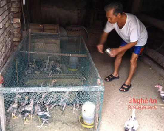 Mỗi năm ông nuôi 3 lứa, mỗi lứa gần 200 con, xuất chuồng trên 160 con. Trong quá trình nuôi, nếu con nào đá hay có thể bán từ 1,2 triệu đồng/con đến 1,5 đồng/con. Mỗi năm ông Ba thu lãi khoảng 80 triệu đồng từ nuôi gà chọi với hàng chục con.