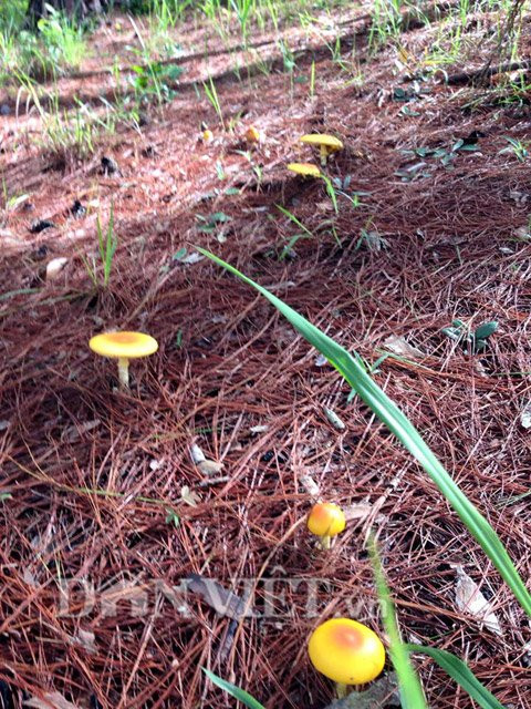 Chị Phượng, một người dân Đà Lạt cho hay: Trước đây rừng thông còn nhiều, nấm mọc nhiều và dễ tìm. Những năm gần đây, diện tích rừng bị thu hẹp, khí hậu thay đổi khiến nấm ít đi. Trong khi đó nhiều người đang tìm nấm theo kiểu tận diệt. Họ xới đất lấy tất cả nấm lớn, nấm con đem về bán mà không nghĩ tới việc để dành nấm cho mùa sau, khiến nấm rừng cũng ngày càng ít hơn...