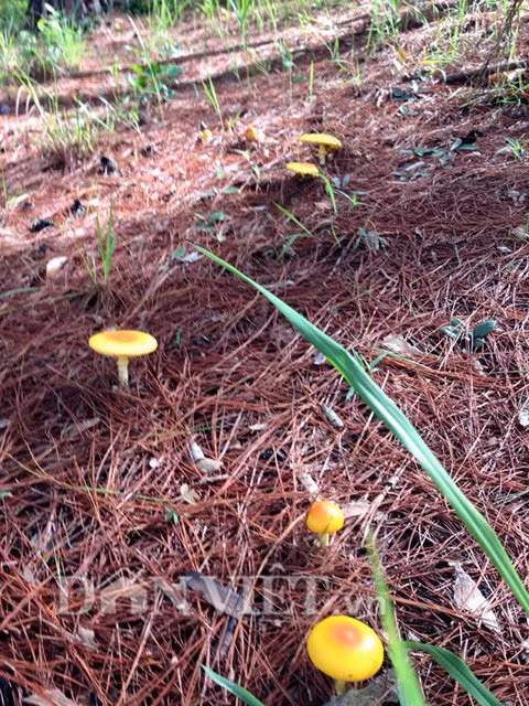 Chị Phượng, một người dân Đà Lạt cho hay: Trước đây rừng thông còn nhiều, nấm mọc nhiều và dễ tìm. Những năm gần đây, diện tích rừng bị thu hẹp, khí hậu thay đổi khiến nấm ít đi. Trong khi đó nhiều người đang tìm nấm theo kiểu tận diệt. Họ xới đất lấy tất cả nấm lớn, nấm con đem về bán mà không nghĩ tới việc để dành nấm cho mùa sau, khiến nấm rừng cũng ngày càng ít hơn...