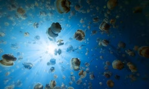 Hồ Sứa, Palau, Nam Thái Bình Dương: Hàng triệu con sứa sống ở hồ này và ăn thịt lẫn nhau. Có thể tới hồ sau khi chèo thuyền khoảng 45 phút từ Koror. Các con sứa trôi nổi trên hồ như những chiếc lồng đèn và tạo ra khung cảnh rất ấn tượng.