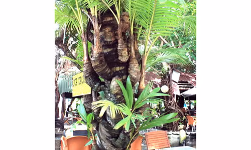 Bí mật về cây dừa lạ có đến 38 đọt Bi mat ve cay dua la co den 38 dot