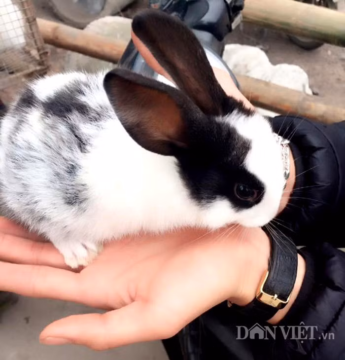 Thỏ kiểng Nhật có thân hình khá nhỏ bé, chỉ từ 5 – 6 lạng, bế lọt thỏm trong lòng bàn tay.
