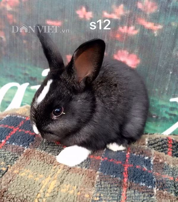 Theo chị Thảo - chủ một shop kinh doanh thỏ kiểng mini Nhật ở quận Bắc Từ Liêm (Hà Nội), khách hàng mua thỏ của cửa hàng chủ yếu là các em học sinh và sinh viên. “Do thỏ đẹp, dễ thương, giá lại rẻ, vừa túi tiền nên các bạn học sinh và sinh viên mua chơi rất nhiều. Trung bình mỗi ngày cửa hàng của tôi bán được từ 1 - 2 con, có ngày bán được 10 con” – chị Thảo chia sẻ.