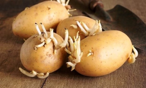 4 loai cu qua moc mam khong nen an keo gay hai