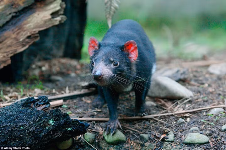 Quỷ Tasmania là một loài thú có túi ăn thịt của họ Dasyuridae, chủ yếu được tìm thấy trong tự nhiên tại một hòn đảo ngoài khơi bờ biển Australia. Quỷ Tasmania có kích thước của một con chó nhỏ. Trong 10 năm qua, căn bệnh ung thư đã giết chết hơn 90% số lượng Quỷ Tasmania. Khu bảo tồn Healesville Sanctuary ở Australia là nơi lai tạo và bảo vệ 120 con Quỷ Tasmania.