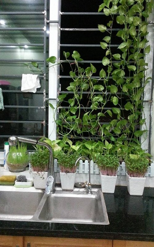 Không chỉ tận dụng đất trên sân thượng mà chị và gia đình còn tận dụng những khoảng trống trong bếp và bất cứ nơi đâu thích hợp... để trồng rau. Ảnh: http://danviet.vn/