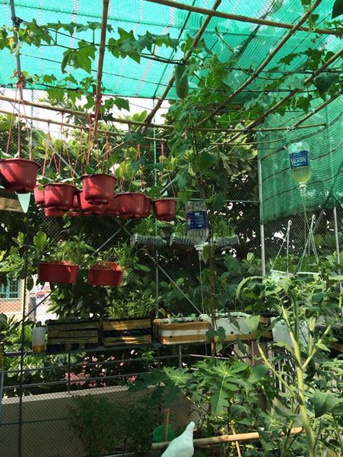 Do thời tiết Sài Gòn nắng nóng khiến cây dễ mất nước, chị Hạnh đã thiết kế hệ thống tưới nước nhỏ giọt để giữ nước và giúp bộ rễ thoáng khí. Ảnh: Eva.vn