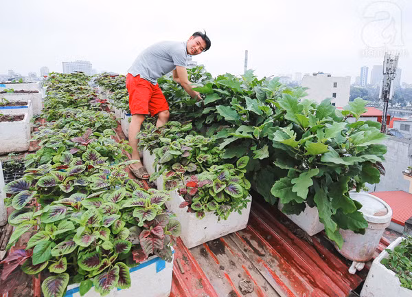 Một khoảng vườn rau trên sân thượng. Ảnh: http://afamily.vn/