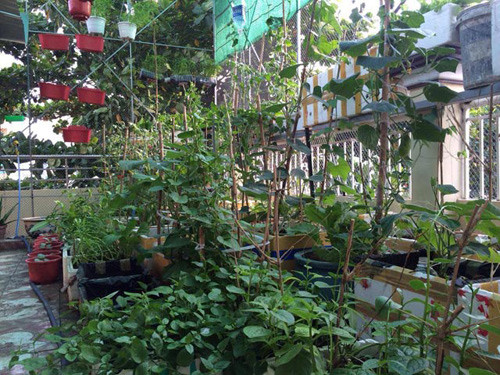 Thời gian đầu trồng rau, chị Hạnh vướng phải nhiều khó khăn, từ khâu vận chuyển đất đến kinh nghiệm chăm sóc. Ảnh: Eva.vn