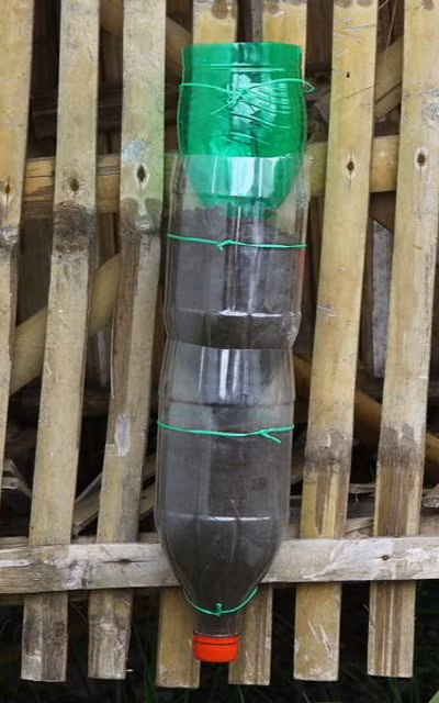 Bước 6: Đặt từng chai nối tiếp nhau cùng vật liệu trồng cây theo chiều cao mong muốn và buộc cố định vào một hàng rào, hoặc một que tre dọc phía sau.