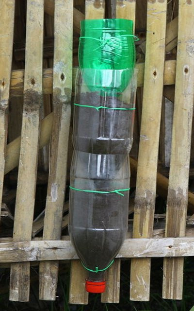 Bước 6: Đặt từng chai nối tiếp nhau cùng vật liệu trồng cây theo chiều cao mong muốn và buộc cố định vào một hàng rào, hoặc một que tre dọc phía sau.