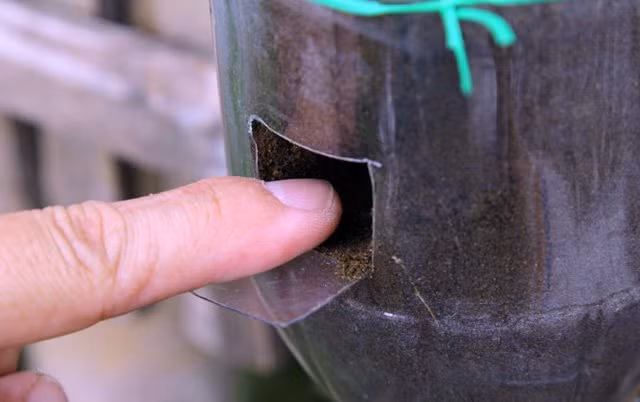 Bước 8: Sử dụng dao để cắt một phần chai như trong hình nhằm tạo các ô trồng cây trên thân các chai nhựa và đưa cây vào trồng.