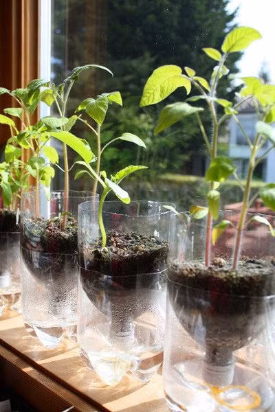 Và đương nhiên ngoài vỏ chai nhựa ra thì bạn cần chuẩn bị: đất dinh dưỡng, hạt giống rau, nước tưới cây, dụng cụ xới đất.