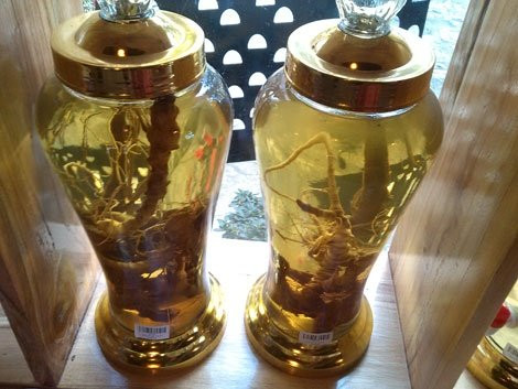 Tam thất hoang ngâm rượu có giá 1-3 triệu đồng một bình được bày bán tại Sapa. Những hũ rượu này khi rơi vào tay dân buôn, sẽ được đơm đặt thành “rượu sâm Ngọc Linh” với giá hàng chục triệu đồng.