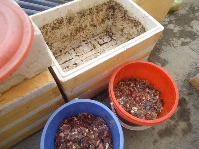 Ly giai ly do dan Ha Noi tranh nhau mua ca thoi-Hinh-2