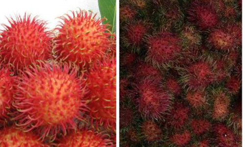 Cach nhan biet chom chom Trung Quoc ngam thuoc doc hai