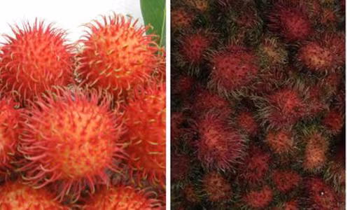 Cach nhan biet chom chom Trung Quoc ngam thuoc doc hai