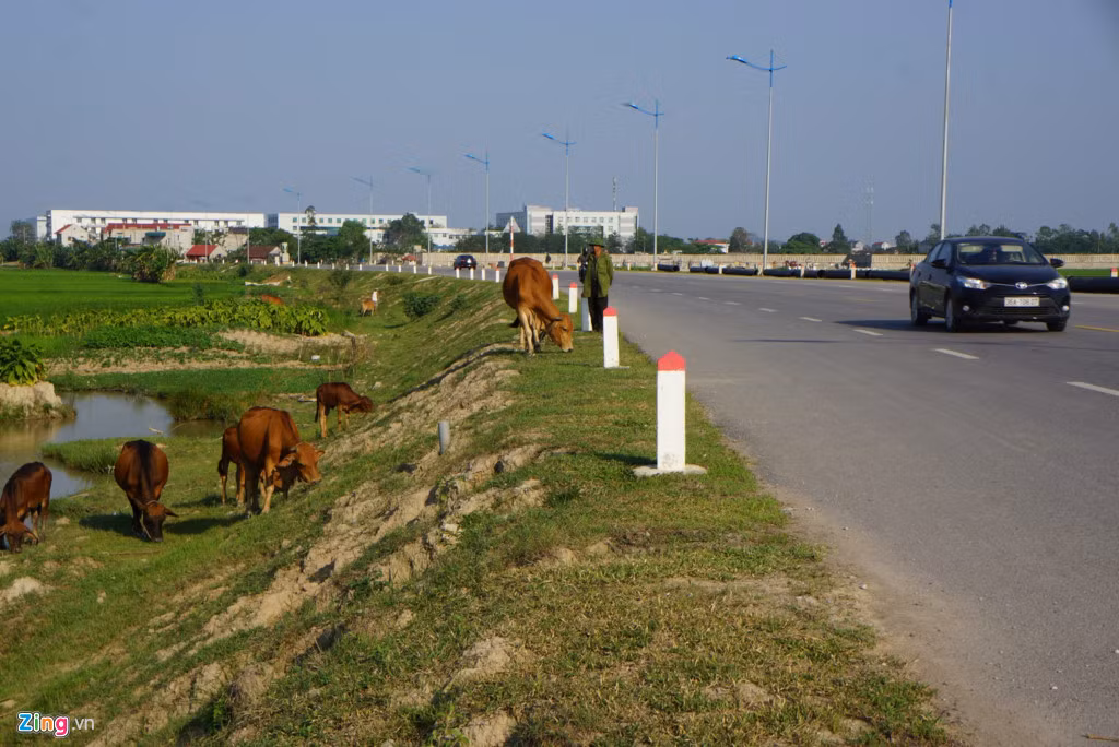 Bên cạnh đó, trên tuyến đường này, việc người dân chăn thả trâu bò sát bên vệ đường vẫn còn tồn tại. Tình trạng để trâu bò vô tư đi lại qua đường khiến nhiều lái xe phải "giật mình" khi lưu thông qua đây.