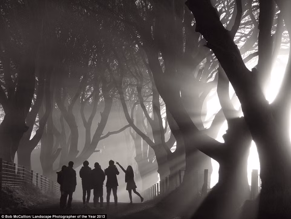 Con đường Dark Hedges ở bắc Ireland hiện lên đầy ma mị trong bức ảnh của Bob MC Callion. Đây là một trong những điểm tham quan thu hút nhiều nhiếp ảnh gia nhất ở Anh.