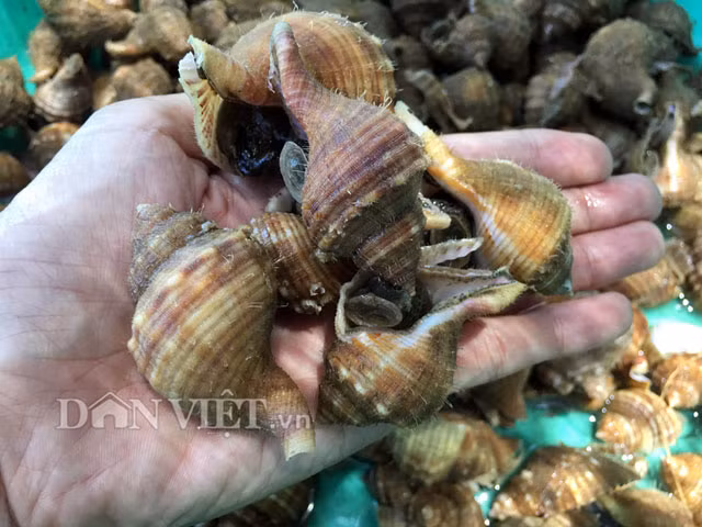 Ốc lông, hay còn gọi là ốc nhung có kích cỡ to bằng khoảng một nửa cổ tay người lớn, với vẻ bề ngoài thoạt nhìn khá giống con ốc nhảy. Tuy nhiên trên bề mặt vỏ phía ngoài của nó có phủ nhiều lông ngắn, nhỏ li ti làm những ai nhìn và sờ vào có cảm giác "hơi ghê". Tuy nhiên khác với vẻ ngoài xấu xí, ốc lông có thịt thơm ngon, giòn, béo... không kém gì những loại ốc được xem là đắt tiền và "cao cấp" khác. Đặc biệt khi chế biến, thịt của ốc lông không hề bị teo đi như nhiều đồng loại của nó.