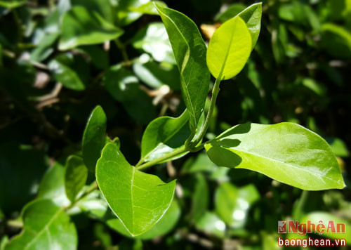 Cây Thìa canh, dùng chữa trị gan nhiễm mỡ. Ông Phạm Quang Hưng cho biết, để có được vườn dược liệu với 300 vị thuốc như hiện nay, ngoài việc sưu tầm ở các vùng núi cao trong tỉnh, ông phải vào tận Đắc Lắc, ra Nam Định, Hòa Bình... để săn tìm cây đưa về nhân giống. Trong thời gian tới ông sẽ tiếp tục mở rộng diện tích trồng vừa để đảm bảo nguồn cung và hơn hết là để người bệnh không phải mua những dược liệu bảo quản hóa chất trôi nổi trên thị trường, ảnh hưởng đến sức khỏe.