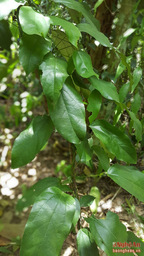 Cây Hoàng đằng dùng chữa trị đại tràng co thắt.