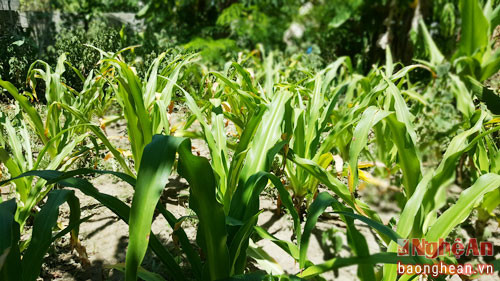 Trên mỗi khoảnh đất, ông Hưng áp dụng cách trồng hỗn giao, theo tầng lớp. Trong ảnh là cây Trinh nữ hoàng cung, một trong những vị thuốc hiện đã được nghiên cứu đưa vào ứng dụng trong điều trị ức chế sự phát triển của tế bào ung thư.