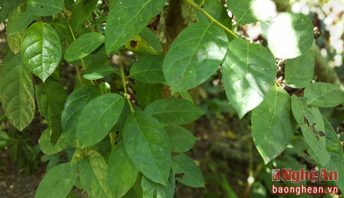 Cây Xạ đen (theo cách gọi của người Thổ ở Quỳ Hợp gọi là cây cỏ máu) cũng là một trong những vị thuốc hiện được nghiên cứu ứng dụng trong điều trị ức chế sự phát triển của tế bào ung thư.