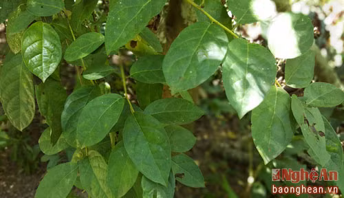 Cây Xạ đen (theo cách gọi của người Thổ ở Quỳ Hợp gọi là cây cỏ máu) cũng là một trong những vị thuốc hiện được nghiên cứu ứng dụng trong điều trị ức chế sự phát triển của tế bào ung thư.