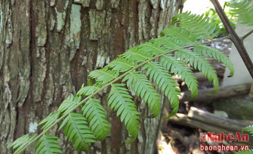 Cẩu tích, vị thuốc bổ thận, trị đau nhức xương khớp, thoái hóa đốt sống.