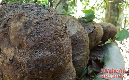 Củ bình vôi, một trong những vị thuốc dùng điều trị bệnh dạ dày, hen suyễn, ho kinh niên, mạn tính.