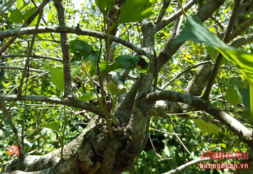 Cây tang ký sinh (dân gian gọi là cưỡi bá cành dâu) vốn cực hiếm trong tự nhiên, là vị thuốc dùng cho phụ nữ sau khi sinh để tăng tiết sữa, bổ gân cốt.