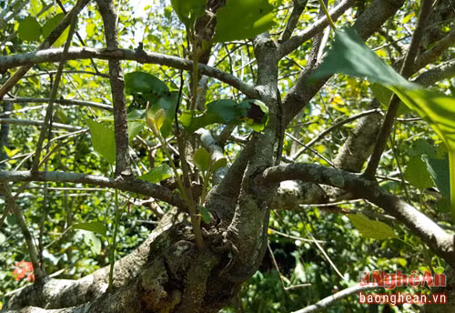 Cây tang ký sinh (dân gian gọi là cưỡi bá cành dâu) vốn cực hiếm trong tự nhiên, là vị thuốc dùng cho phụ nữ sau khi sinh để tăng tiết sữa, bổ gân cốt.